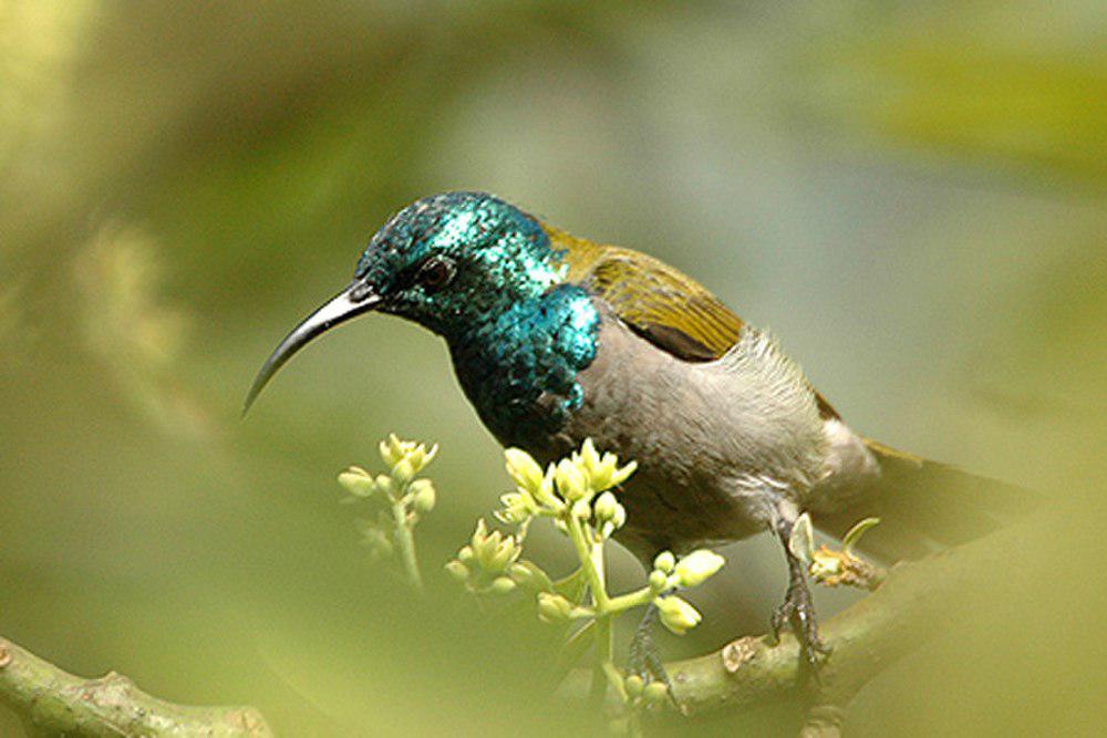 绿头花蜜鸟 / Green-headed Sunbird / Cyanomitra verticalis