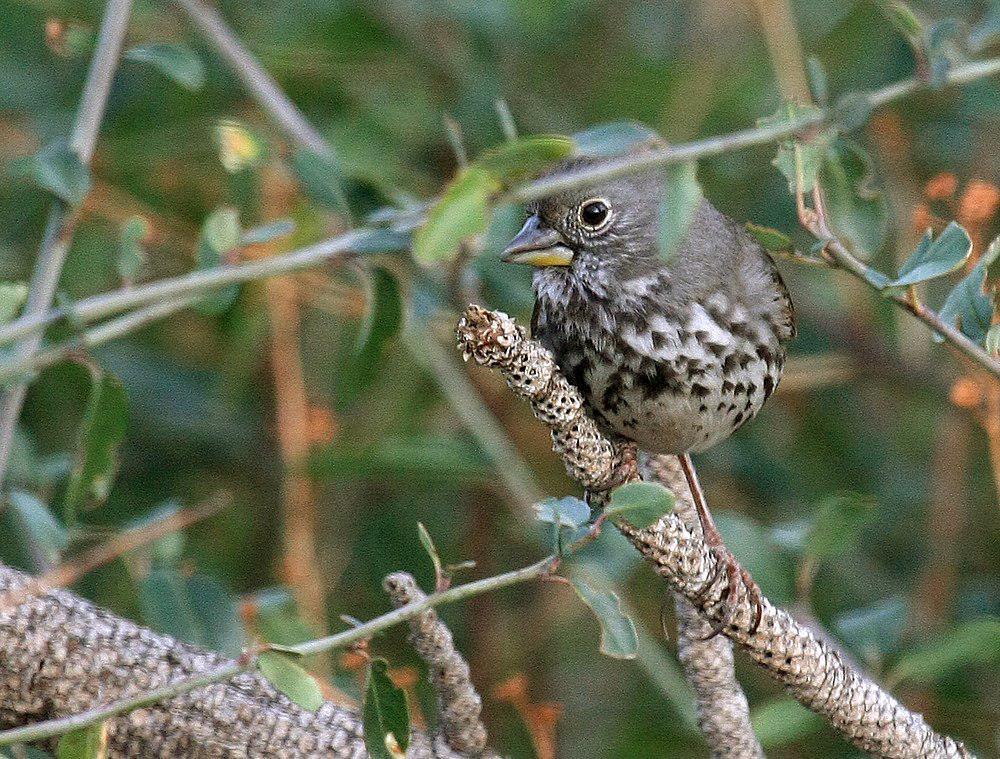 厚嘴狐色雀鹀 / Thick-billed Fox Sparrow / Passerella megarhyncha