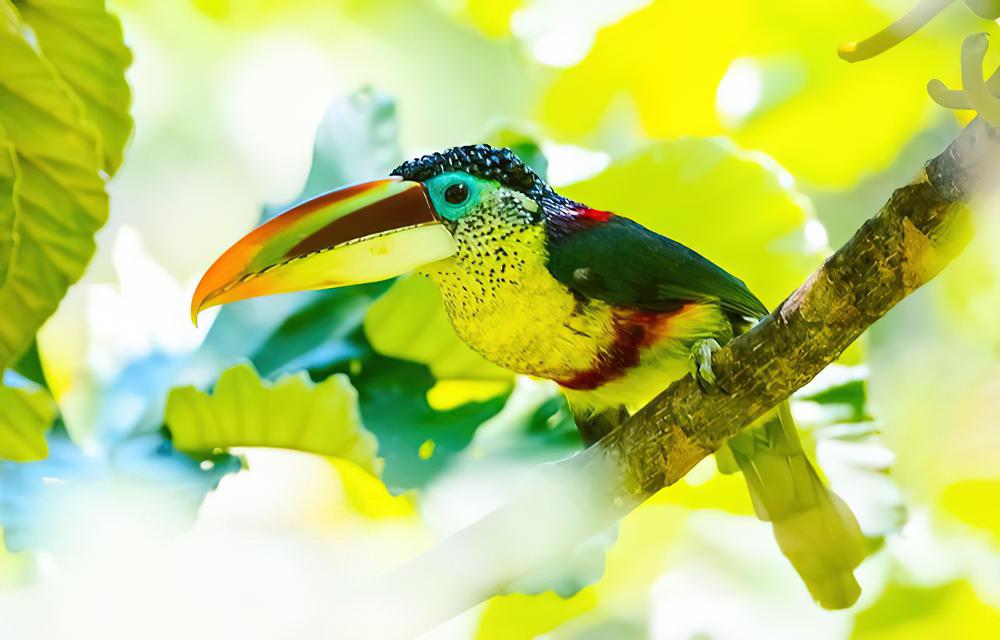 曲冠簇舌巨嘴鸟 / Curl-crested Aracari / Pteroglossus beauharnaisii