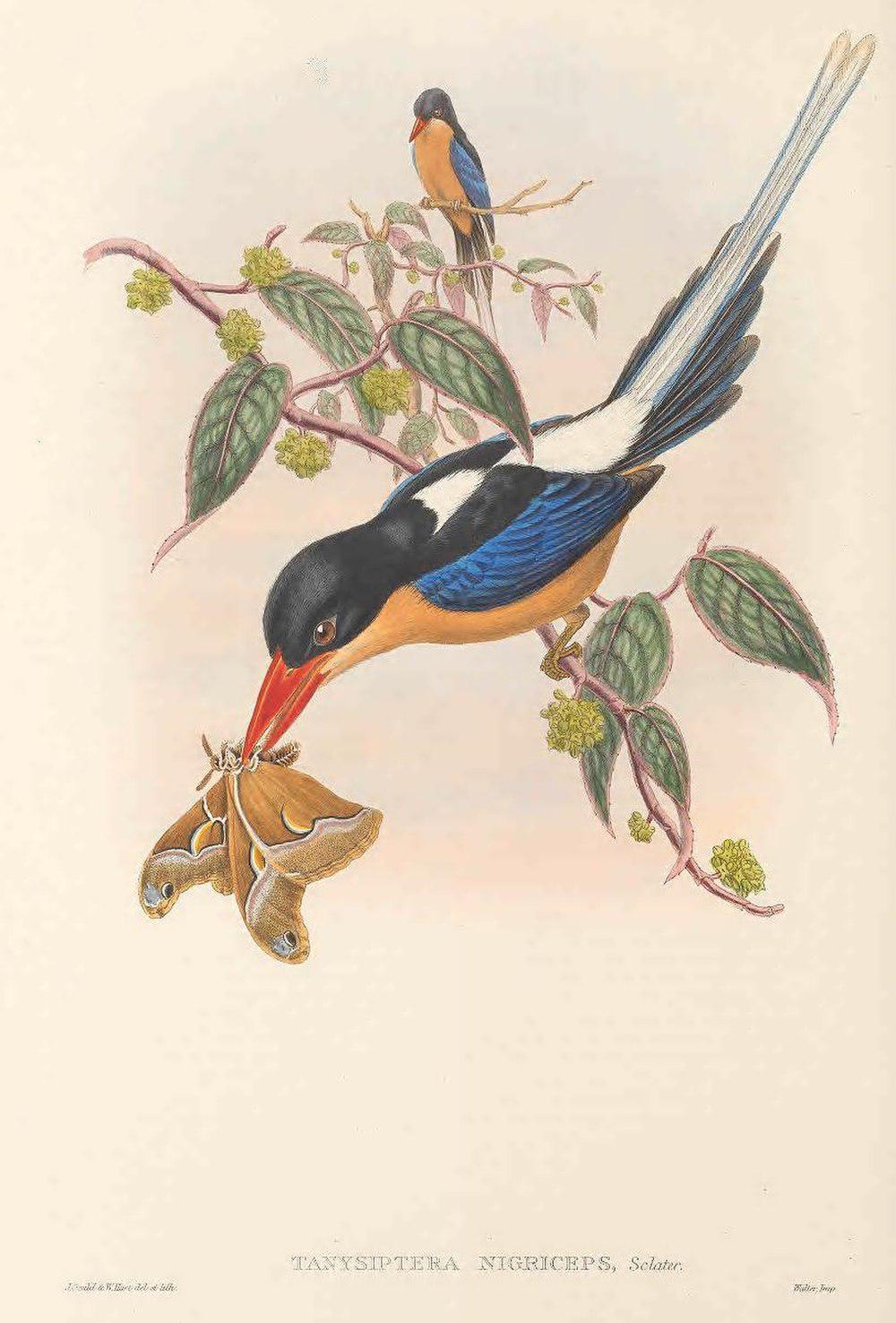黑冠仙翡翠 / Black-capped Paradise Kingfisher / Tanysiptera nigriceps