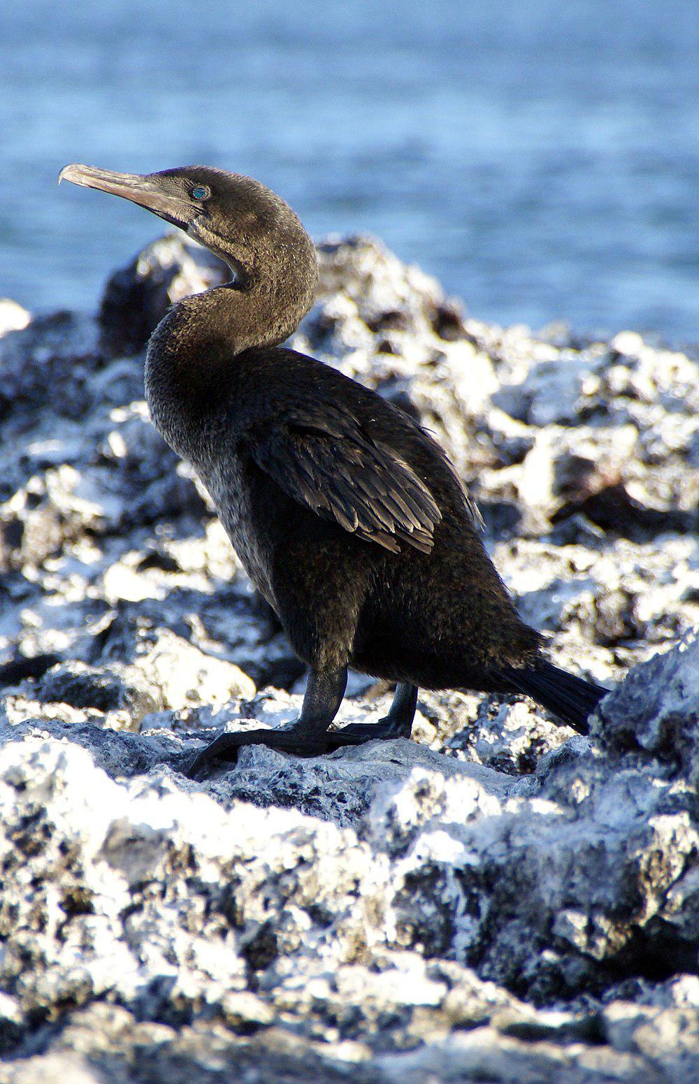 弱翅鸬鹚 / Flightless Cormorant / Phalacrocorax harrisi