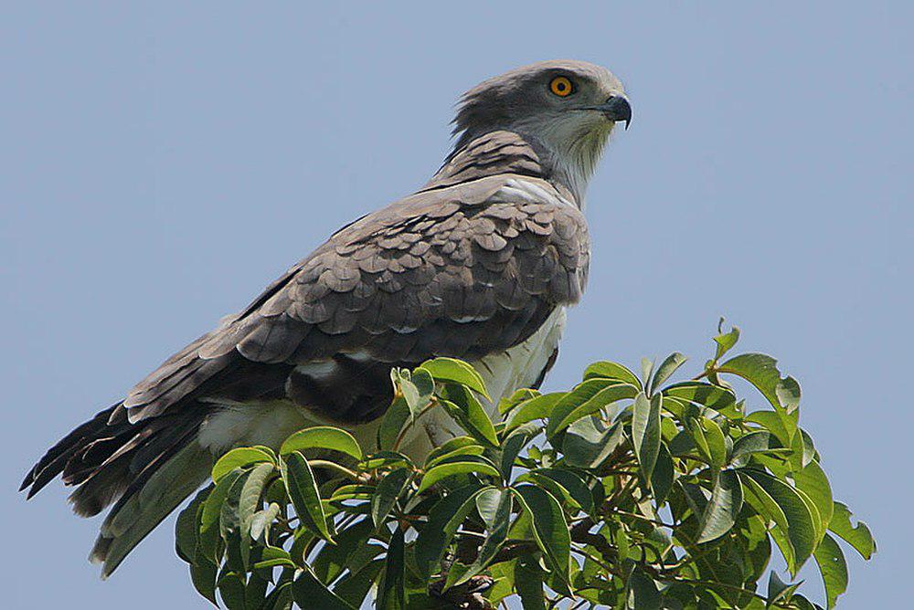 西非短趾雕 / Beaudouin\'s Snake Eagle / Circaetus beaudouini