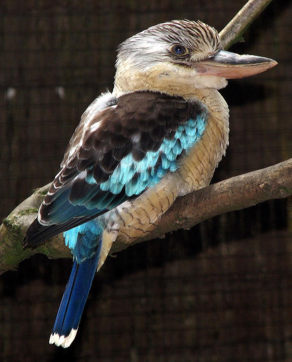 蓝翅笑翠鸟 / Blue-winged Kookaburra / Dacelo leachii