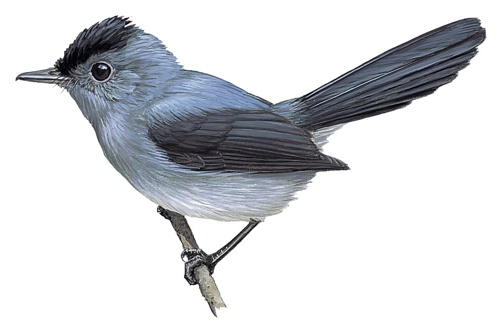 暗色凤头鹟 / Dusky Crested Flycatcher / Elminia nigromitrata