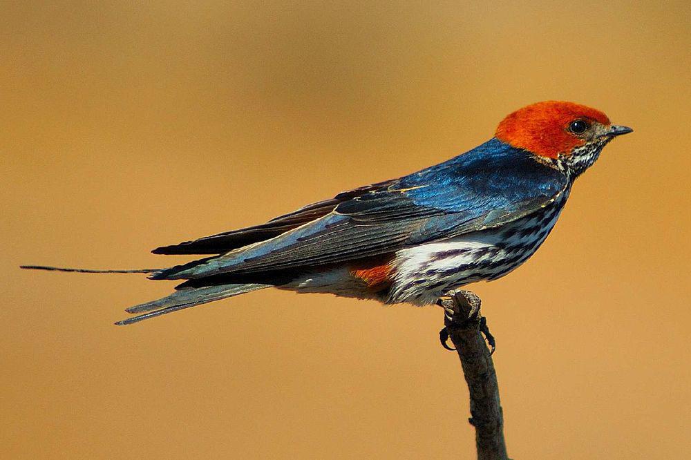 小纹燕 / Lesser Striped Swallow / Cecropis abyssinica