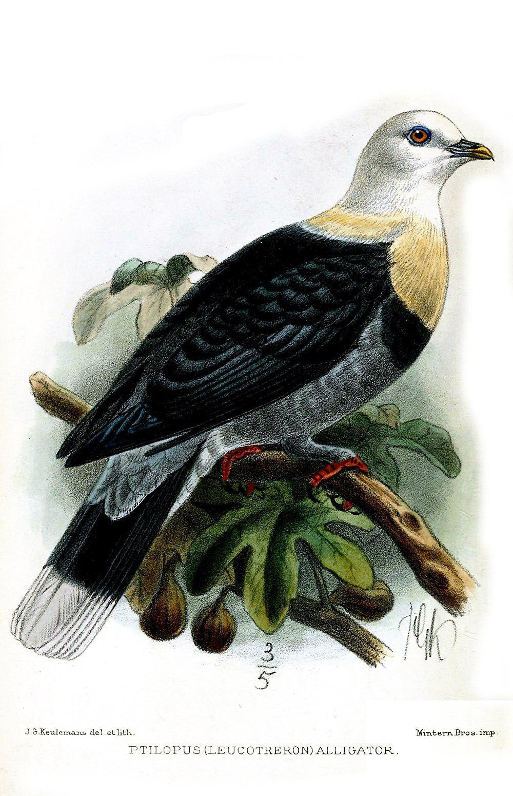 黑斑果鸠 / Black-banded Fruit Dove / Ptilinopus alligator