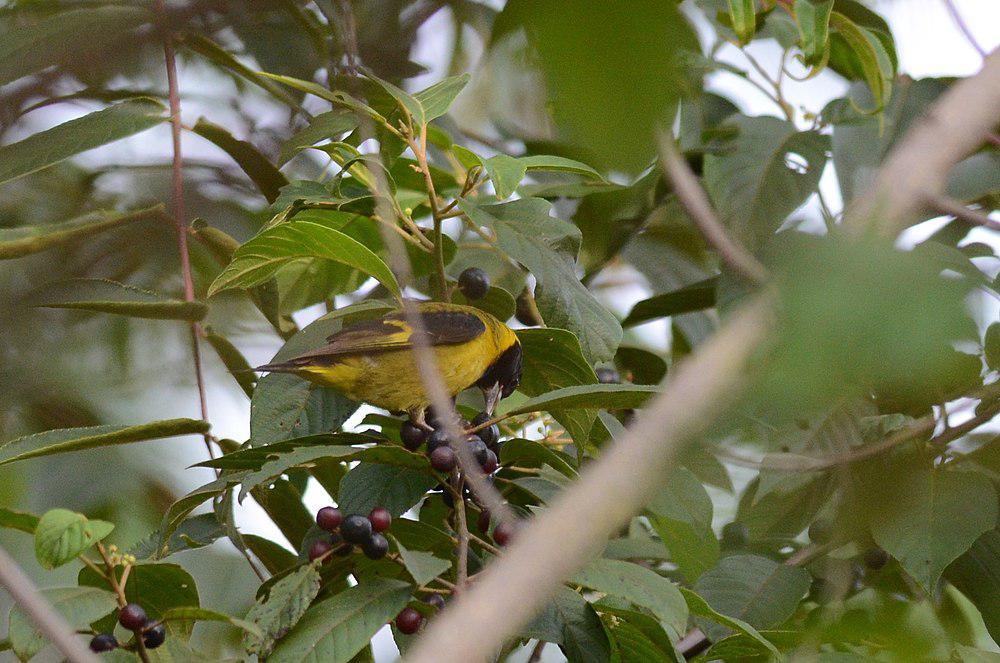 橙胸金翅雀 / Black-headed Siskin / Spinus notatus