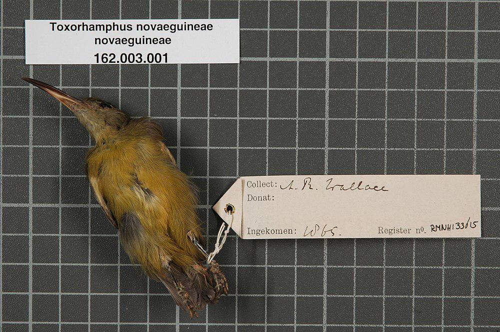 黄腹弯嘴吸蜜鸟 / Yellow-bellied Longbill / Toxorhamphus novaeguineae
