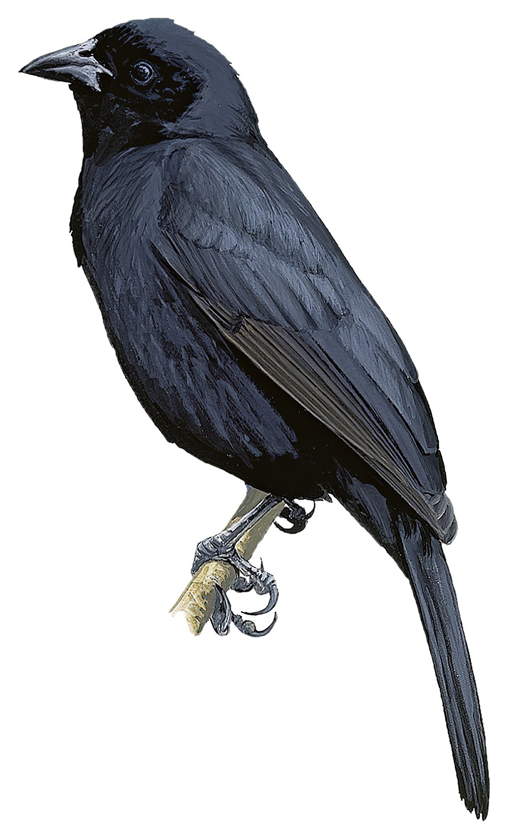 玻利维亚拟鹂 / Bolivian Blackbird / Oreopsar bolivianus
