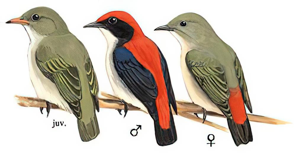 朱背啄花鸟 / Scarlet-backed Flowerpecker / Dicaeum cruentatum