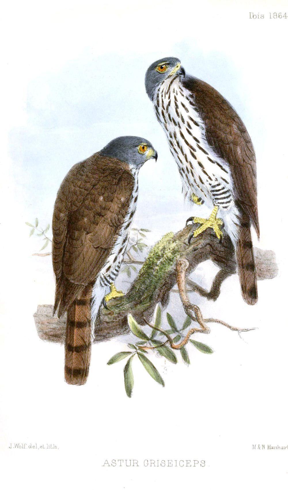 苏拉凤头鹰 / Sulawesi Goshawk / Accipiter griseiceps