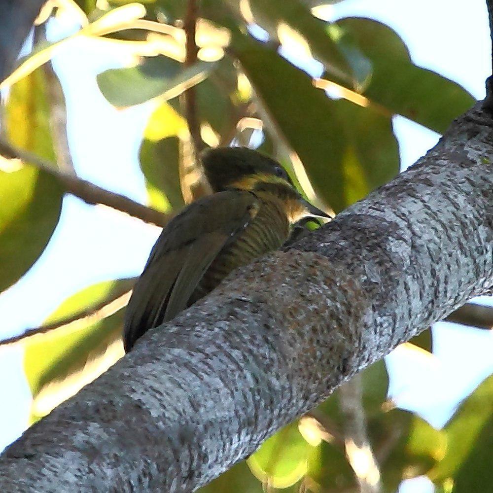 黄绿啄木鸟 / Golden-green Woodpecker / Piculus chrysochloros