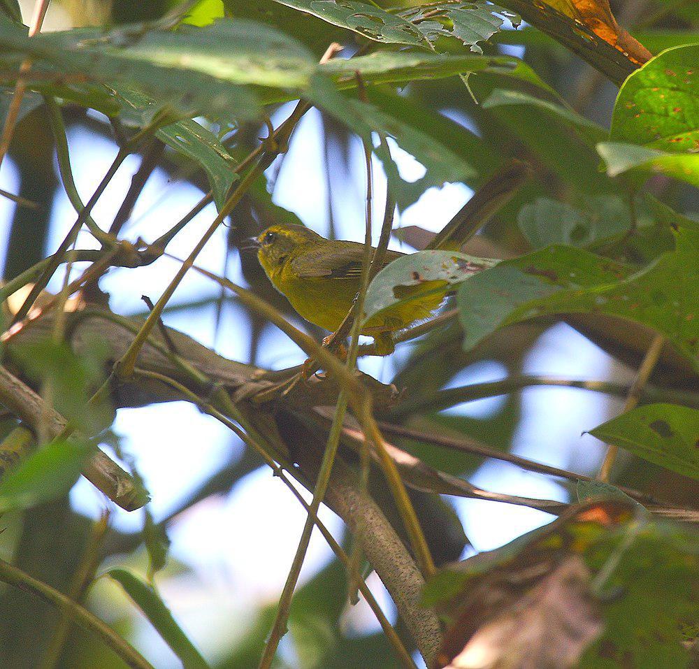 乔科王森莺 / Choco Warbler / Myiothlypis chlorophrys