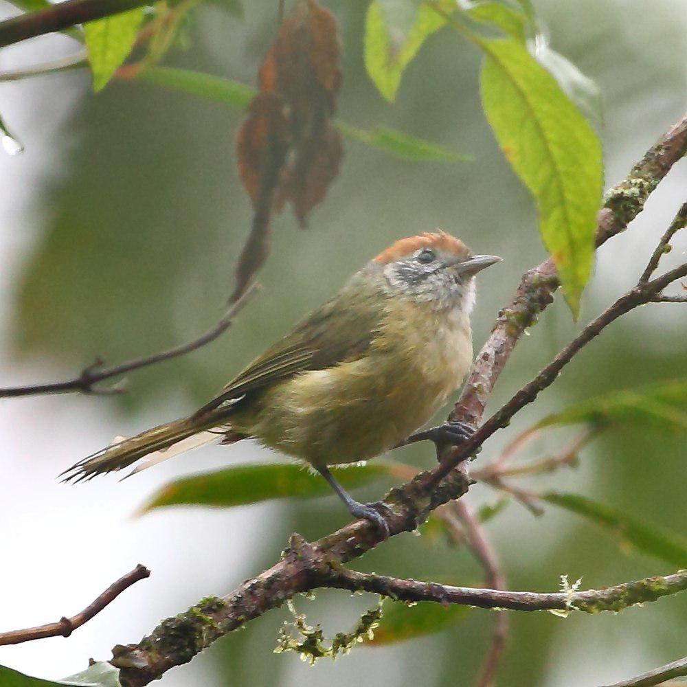 棕顶绿莺雀 / Rufous-crowned Greenlet / Hylophilus poicilotis