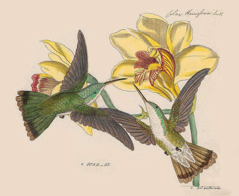 黑嘴金喉蜂鸟 / Tepui Goldenthroat / Polytmus milleri