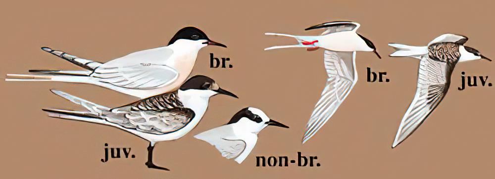 粉红燕鸥 / Roseate Tern / Sterna dougallii