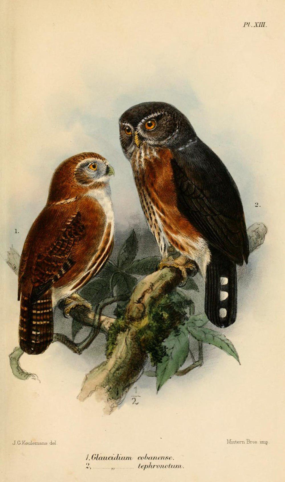 红胸鸺鹠 / Red-chested Owlet / Glaucidium tephronotum