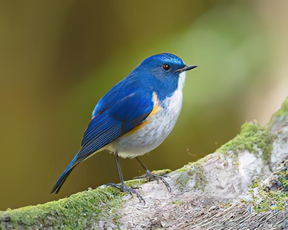 蓝眉林鸲 / Himalayan Bluetail / Tarsiger rufilatus