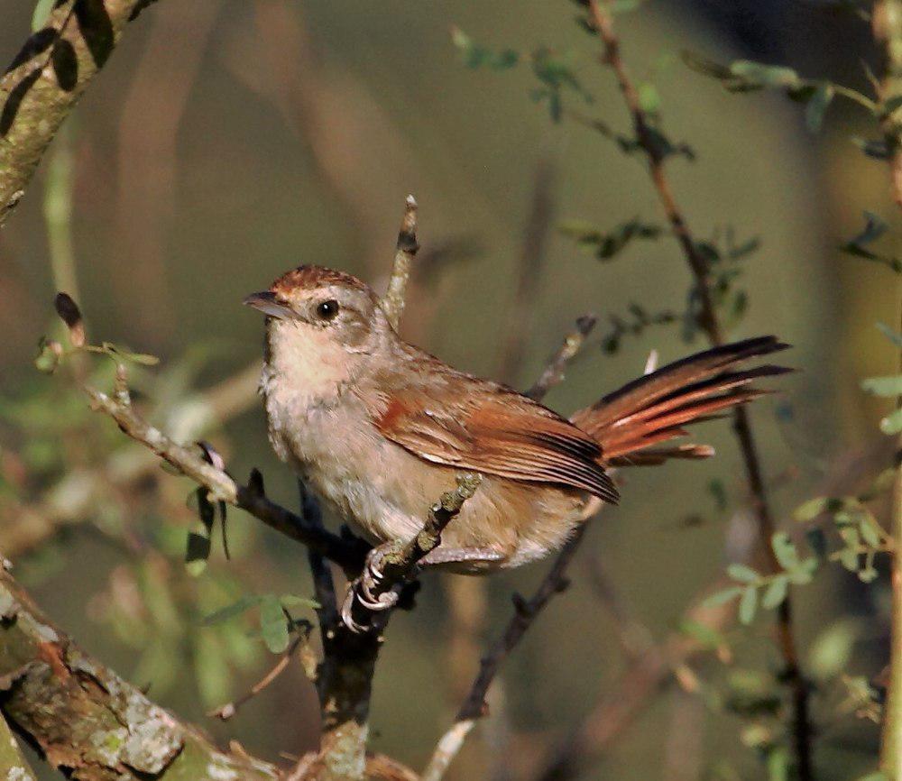 小棘雀 / Little Thornbird / Phacellodomus sibilatrix