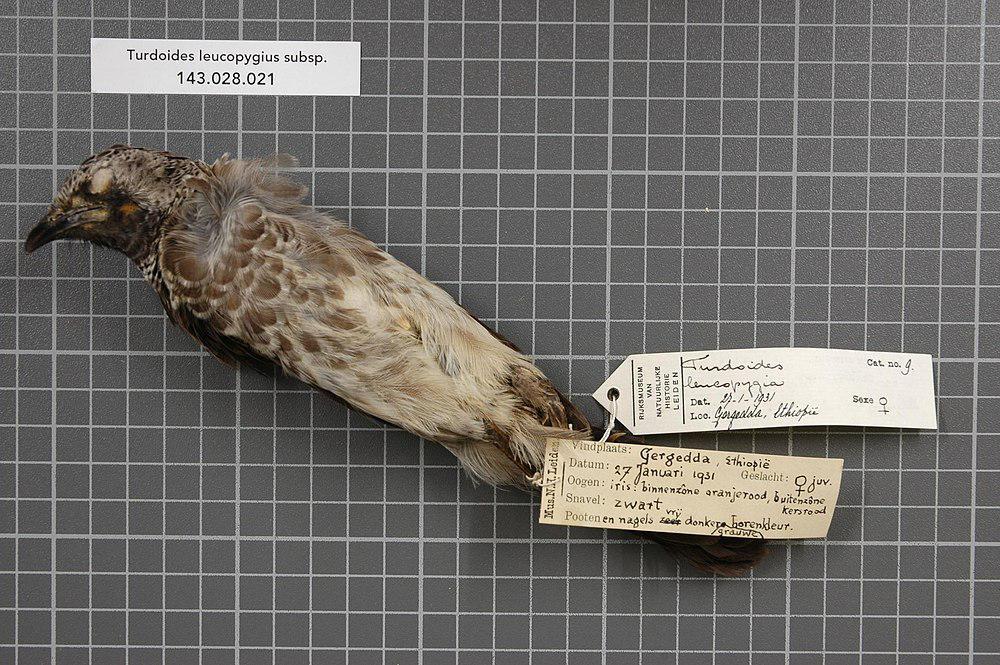 白腰鸫鹛 / White-rumped Babbler / Turdoides leucopygia