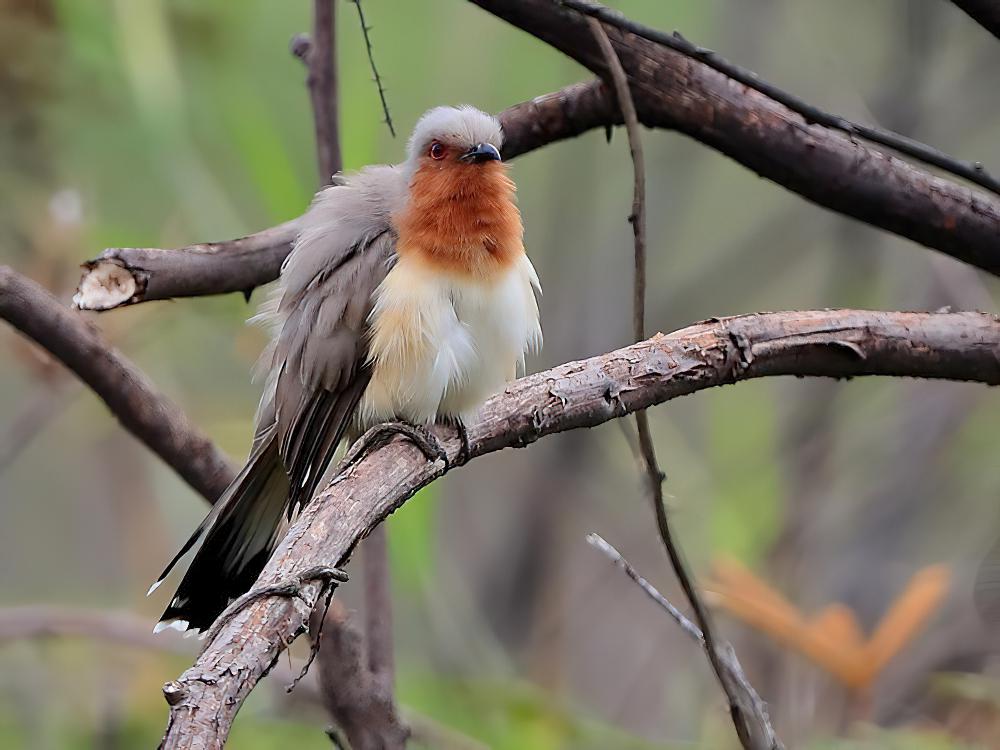 小美洲鹃 / Dwarf Cuckoo / Coccycua pumila