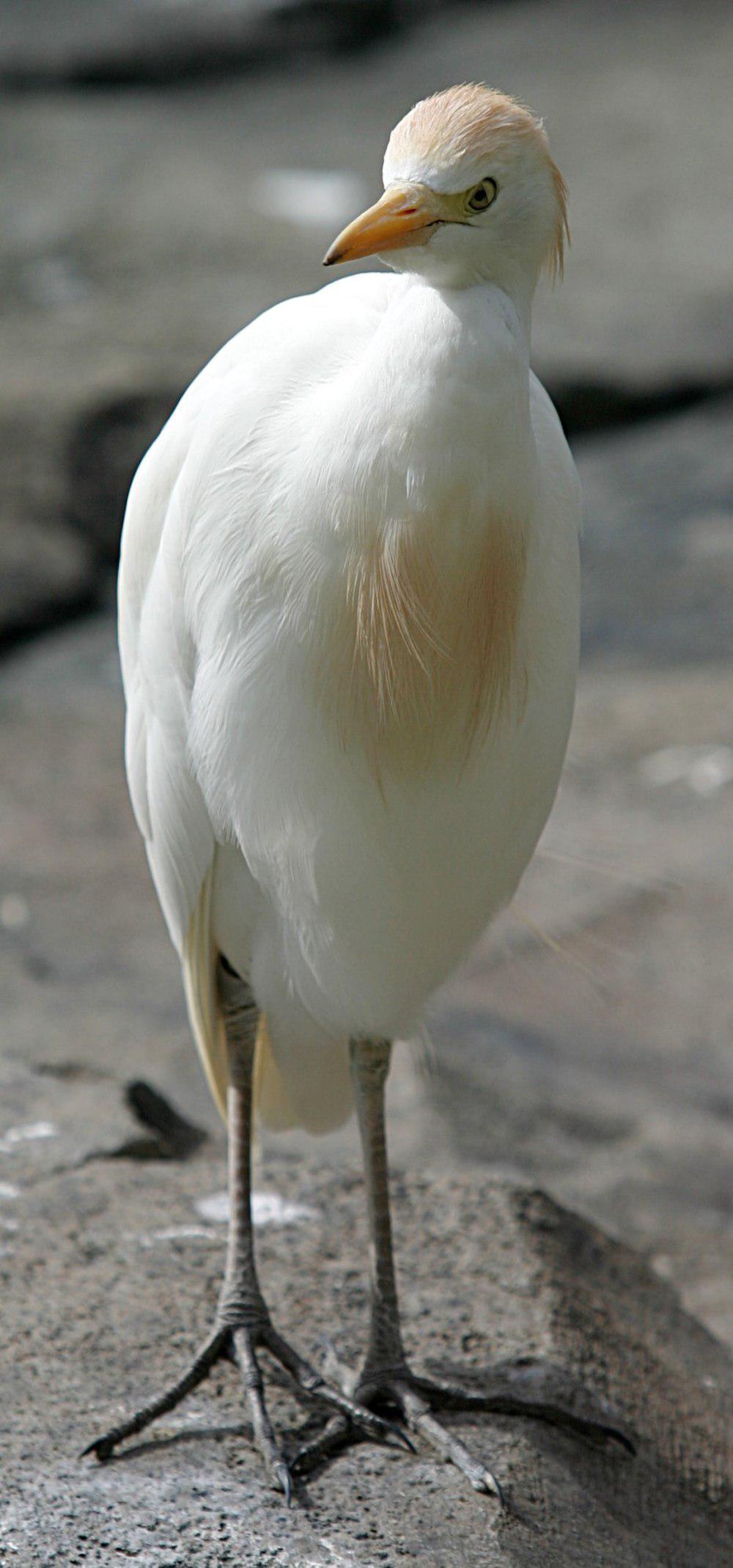 西方牛背鹭 / Western Cattle Egret / Bubulcus ibis