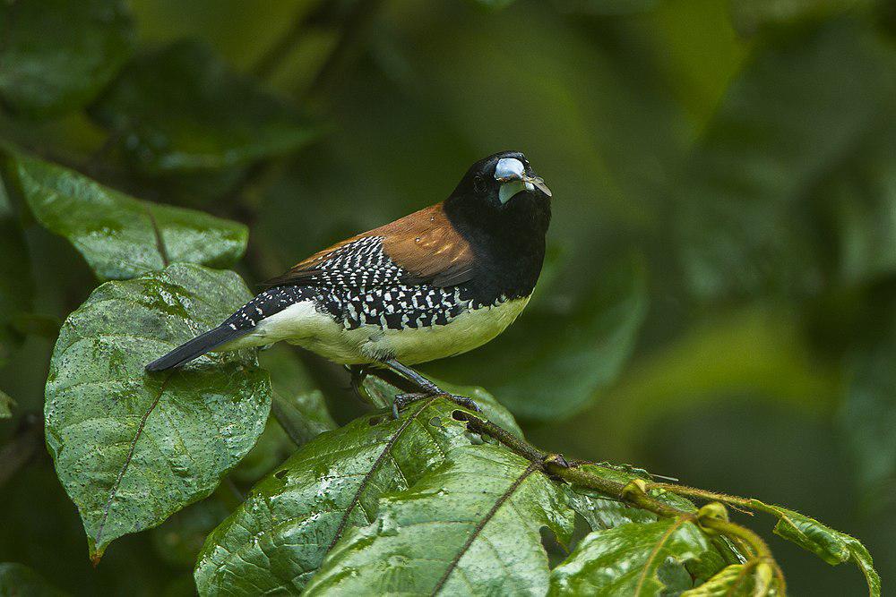 褐背文鸟 / Red-backed Mannikin / Spermestes nigriceps