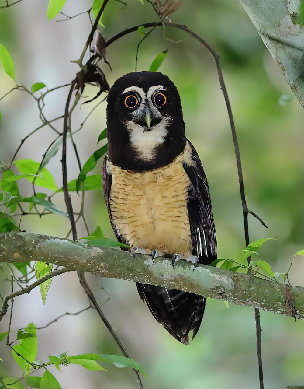 眼镜鸮 / Spectacled Owl / Pulsatrix perspicillata