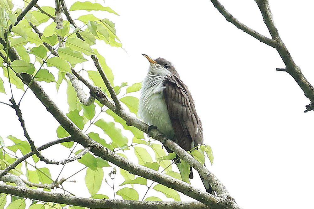 珠胸美洲鹃 / Pearly-breasted Cuckoo / Coccyzus euleri