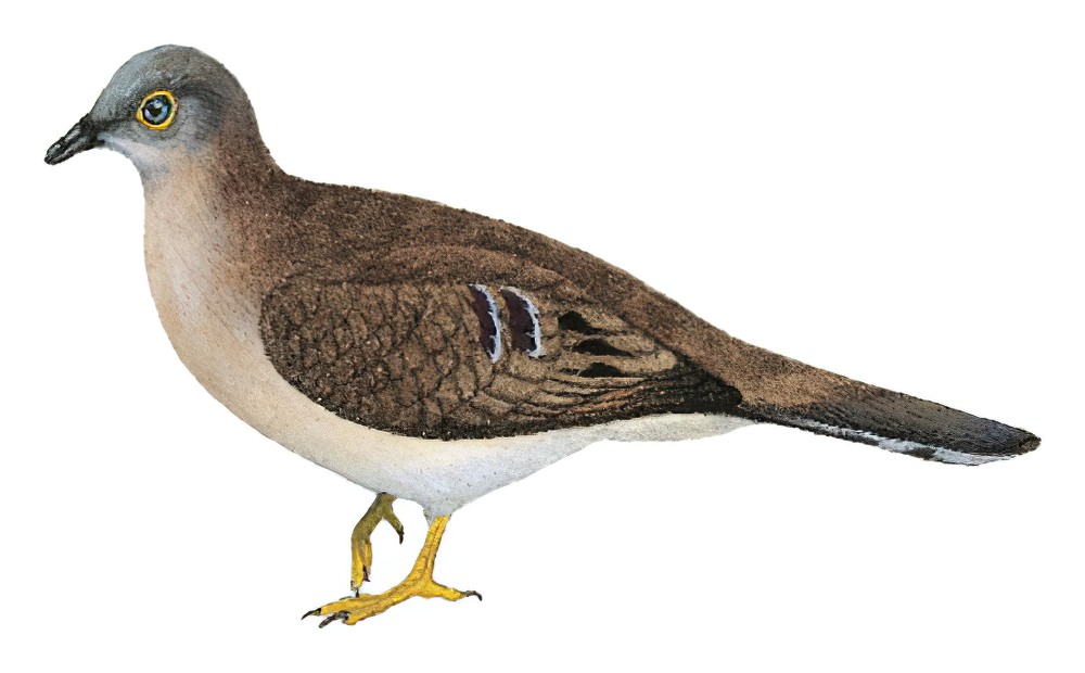 长尾地鸠 / Long-tailed Ground Dove / Uropelia campestris