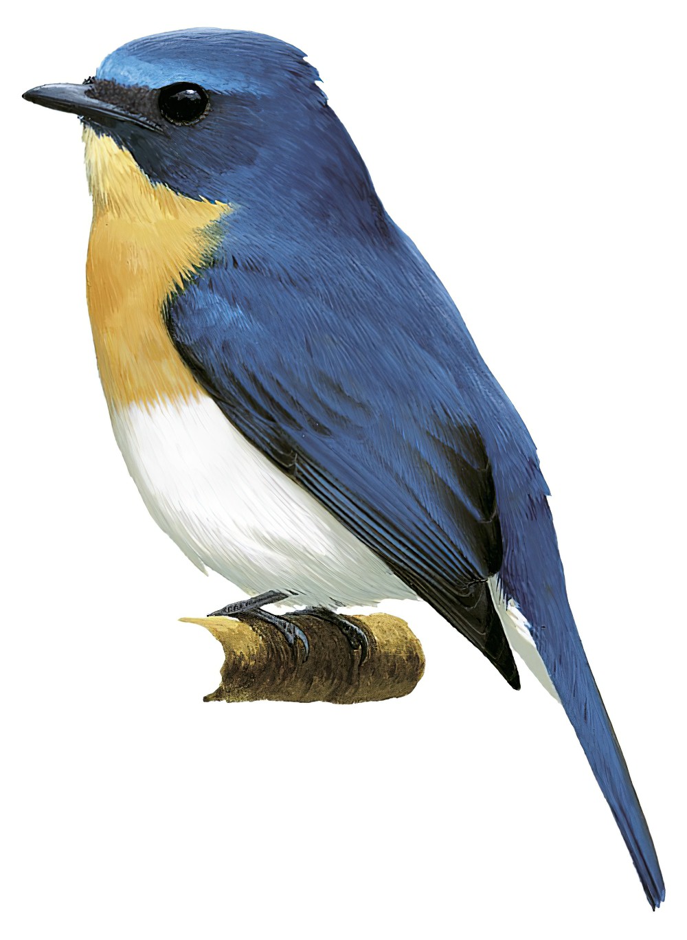印支蓝仙鹟 / Indochinese Blue Flycatcher / Cyornis sumatrensis