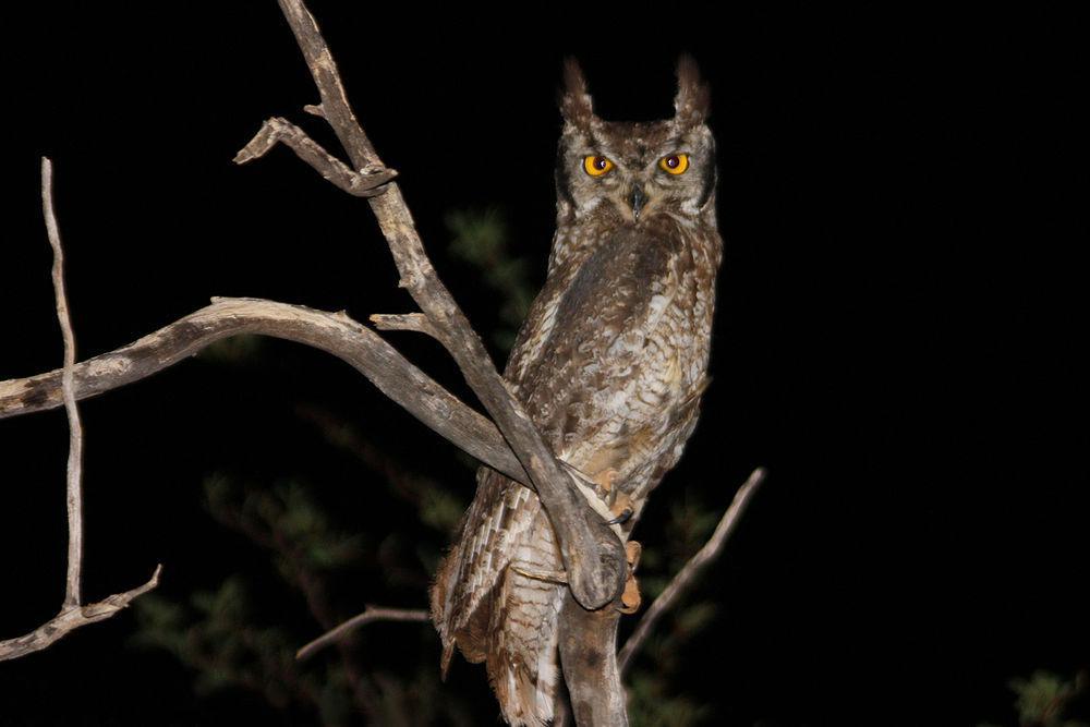 斑雕鸮 / Spotted Eagle-Owl / Bubo africanus