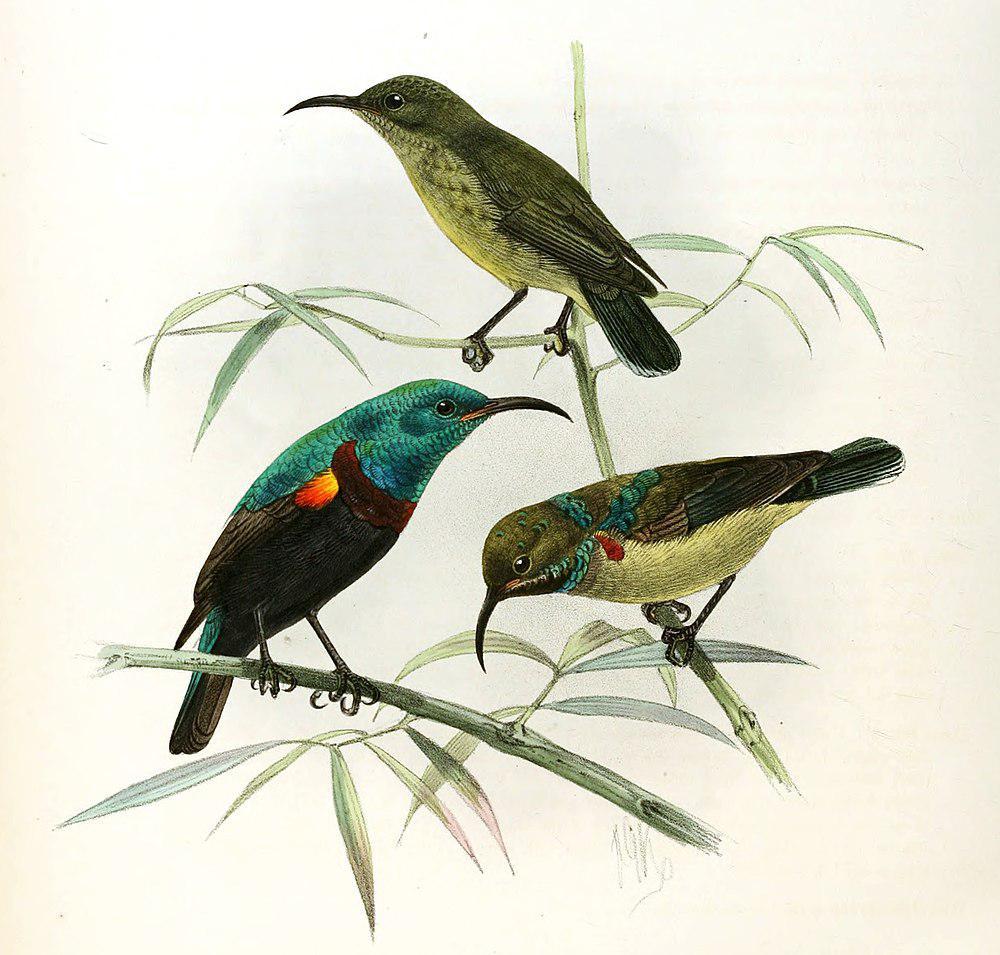 昂岛花蜜鸟 / Anjouan Sunbird / Cinnyris comorensis