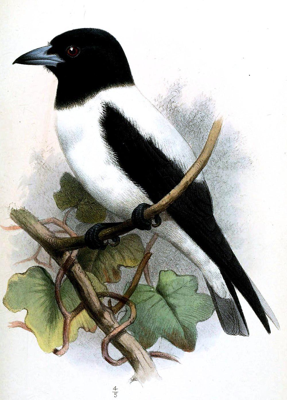 俾斯麦燕鵙 / White-backed Woodswallow / Artamus insignis