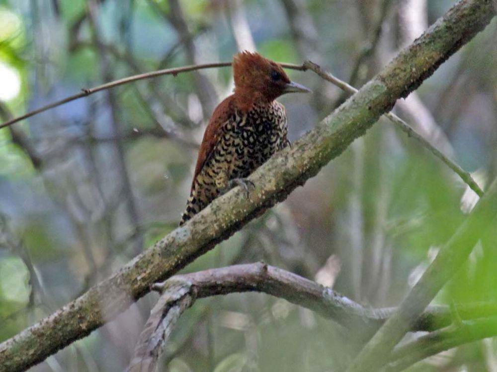 桂红啄木鸟 / Cinnamon Woodpecker / Celeus loricatus