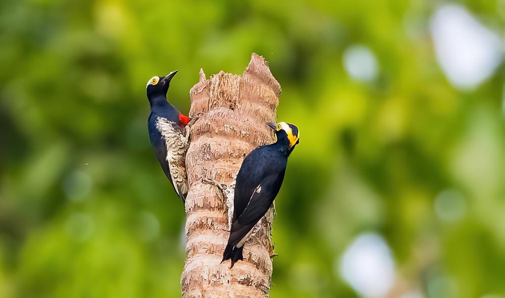黄须啄木鸟 / Yellow-tufted Woodpecker / Melanerpes cruentatus
