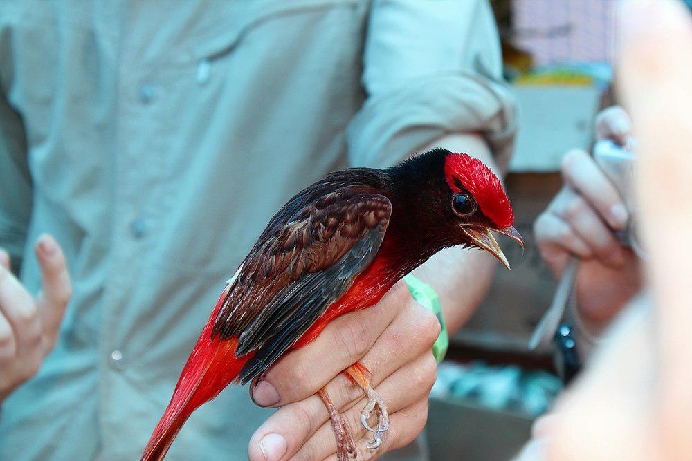 圭亚那红伞鸟 / Guianan Red Cotinga / Phoenicircus carnifex