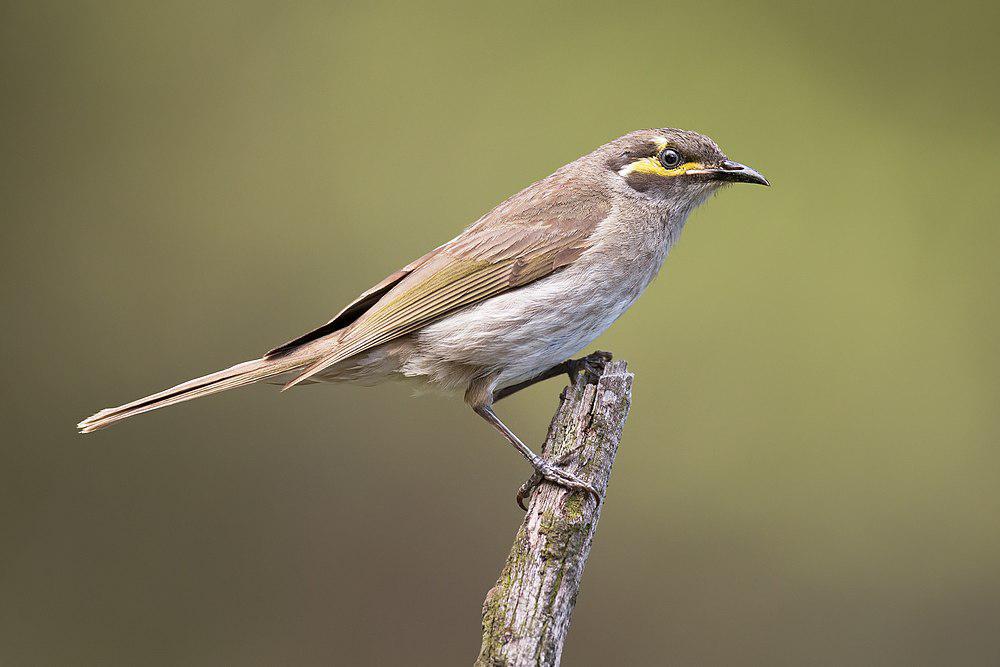 黄脸吸蜜鸟 / Yellow-faced Honeyeater / Caligavis chrysops