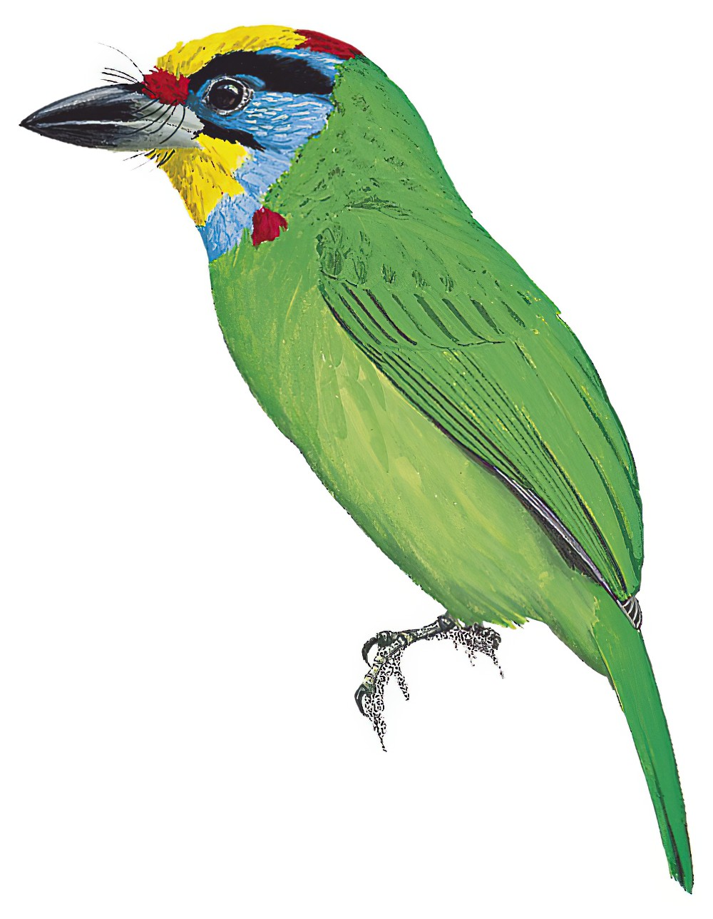马来拟啄木鸟 / Black-browed Barbet / Psilopogon oorti