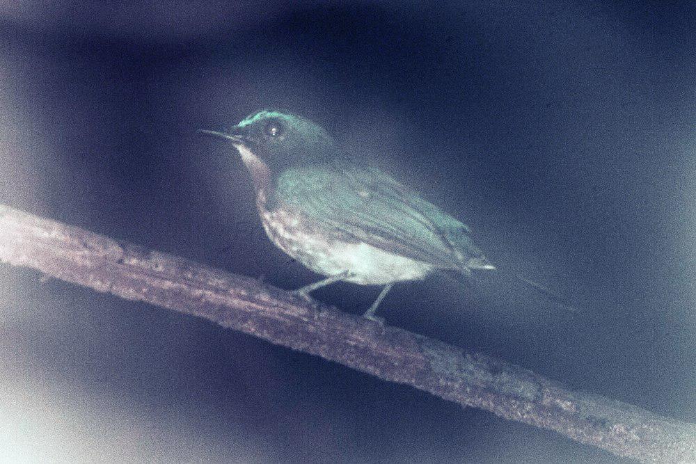 巴拉望仙鹟 / Palawan Blue Flycatcher / Cyornis lemprieri