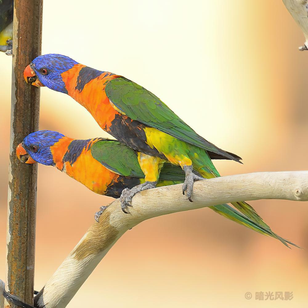 红领彩虹鹦鹉 / Red-collared Lorikeet / Trichoglossus rubritorquis