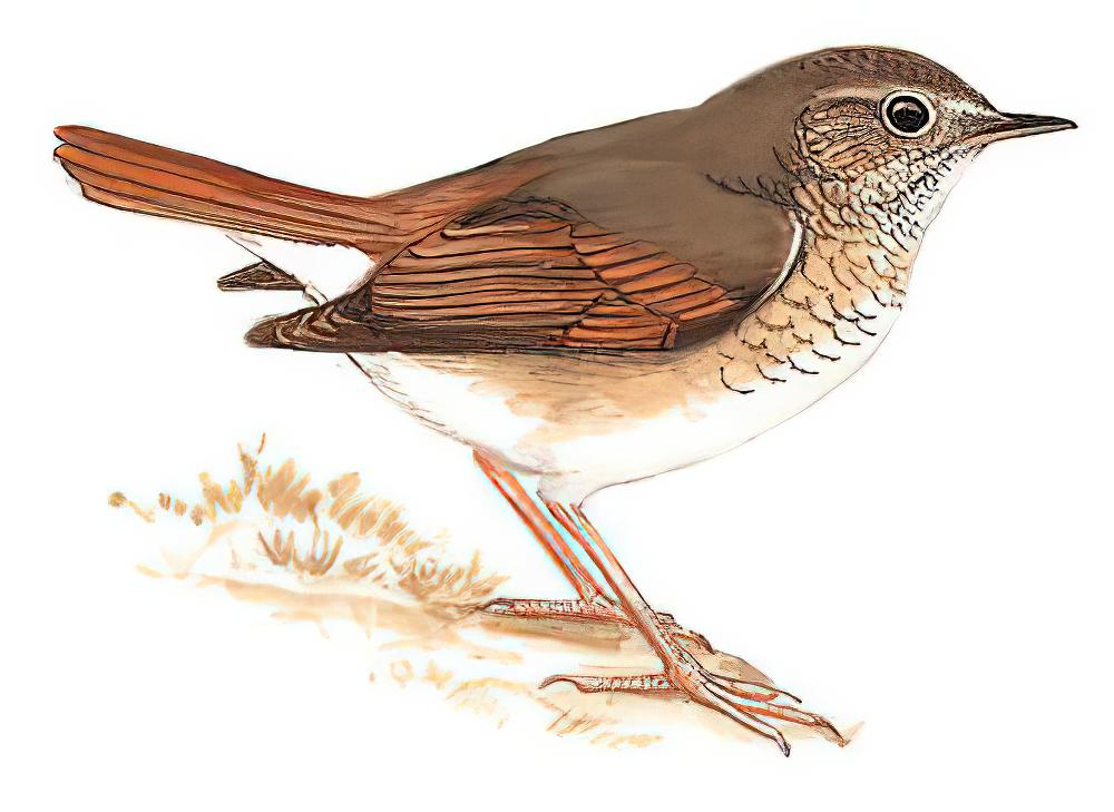 红尾歌鸲 / Rufous-tailed Robin / Larvivora sibilans