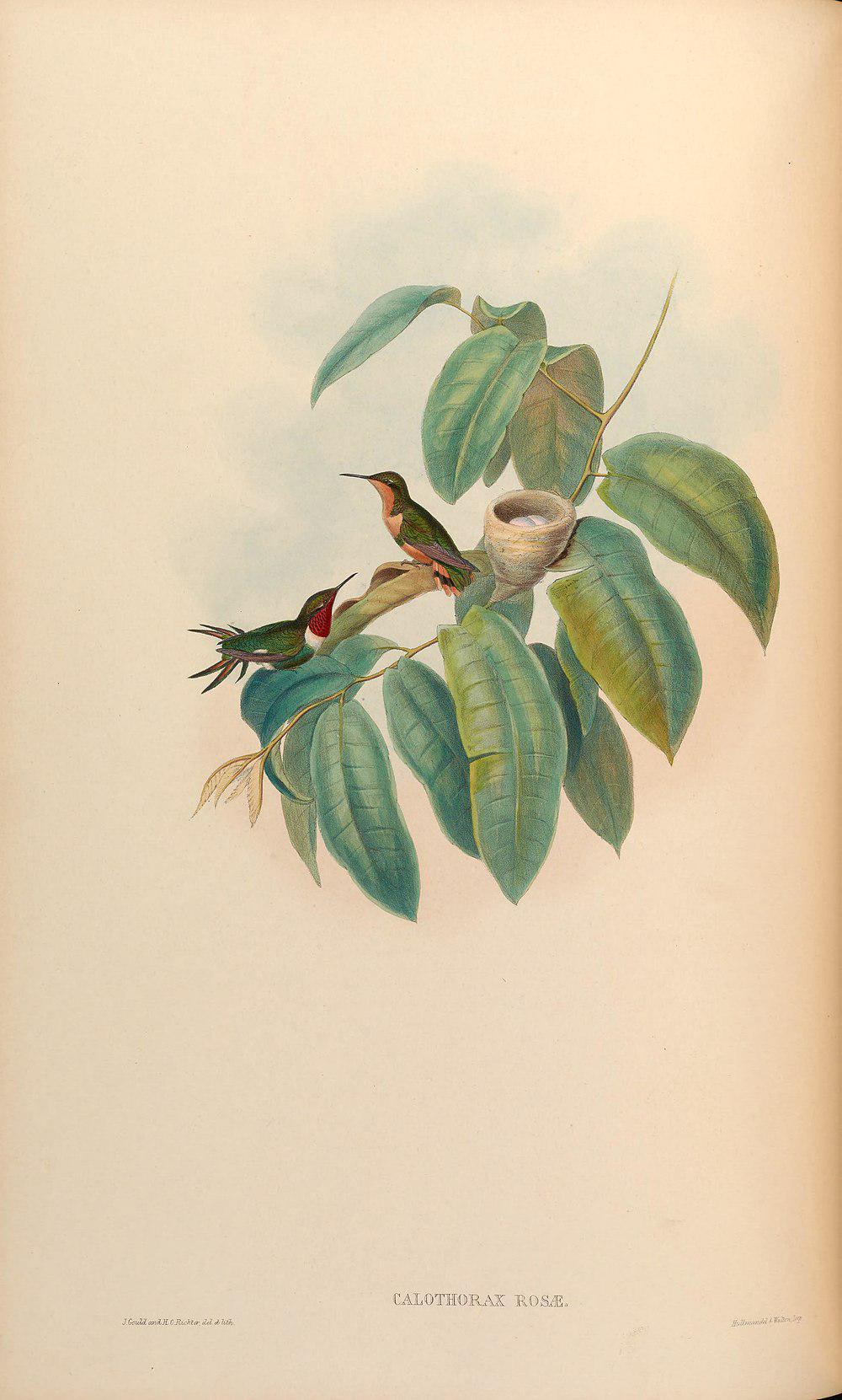棕尾林蜂鸟 / Rufous-shafted Woodstar / Chaetocercus jourdanii