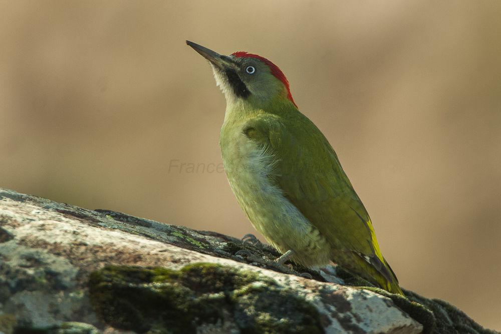 利氏绿啄木鸟 / Levaillant\'s Woodpecker / Picus vaillantii