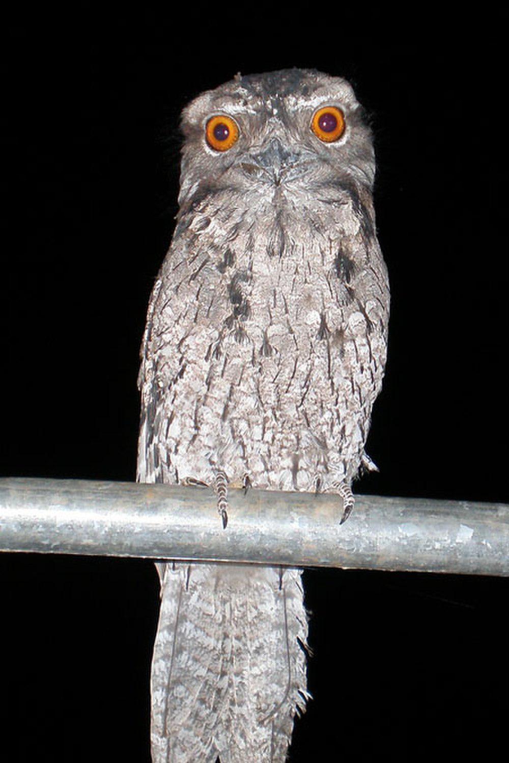 云斑蟆口鸱 / Marbled Frogmouth / Podargus ocellatus