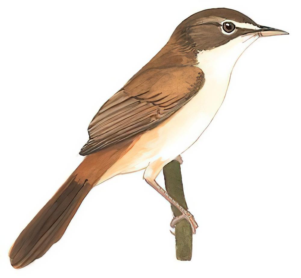 钝翅苇莺 / Blunt-winged Warbler / Acrocephalus concinens
