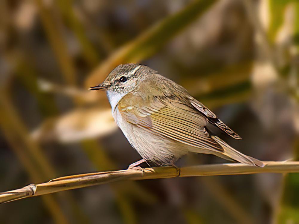 库页岛柳莺 / Sakhalin Leaf Warbler / Phylloscopus borealoides