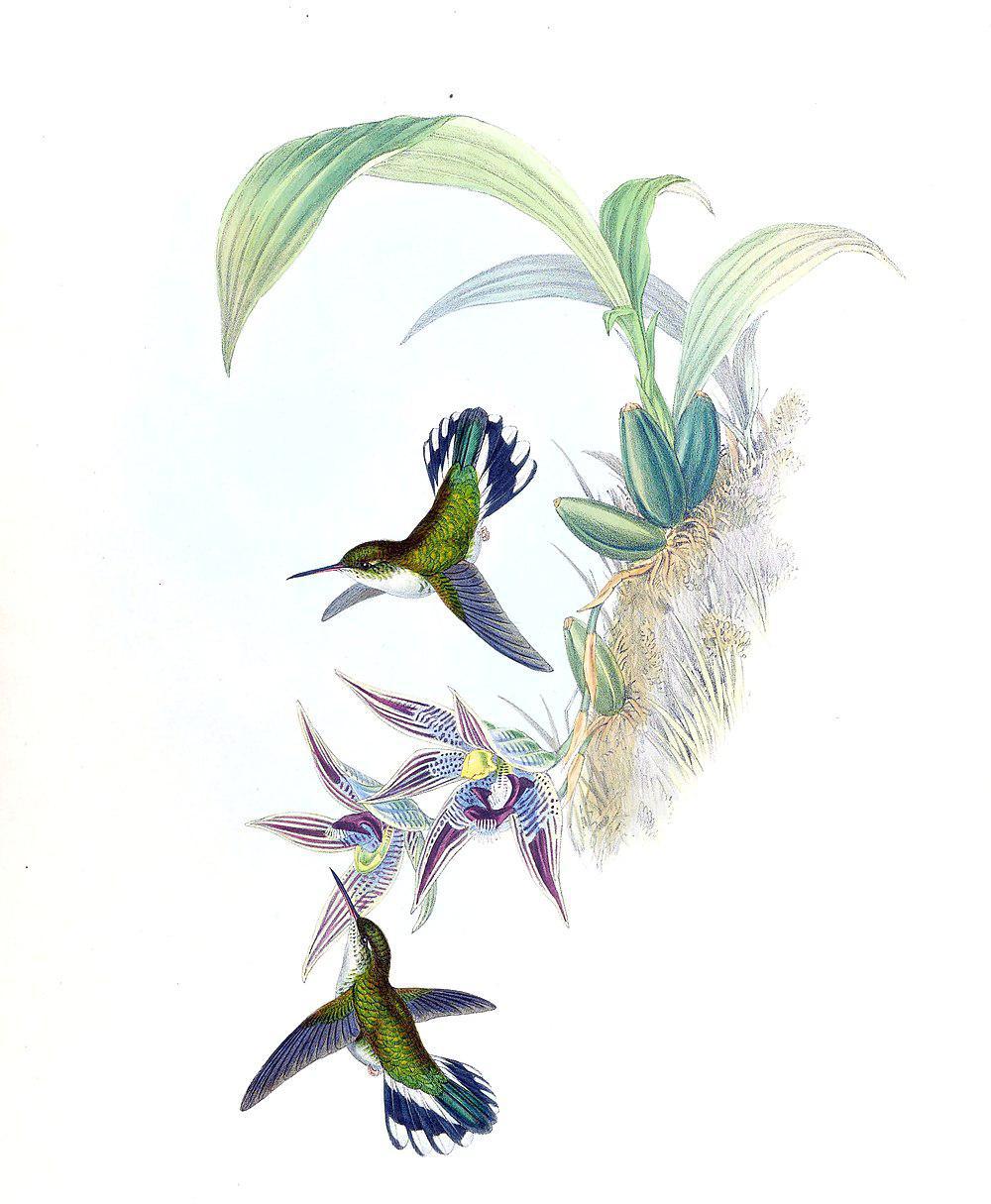 厄瓜多尔斑尾蜂鸟 / Ecuadorian Piedtail / Phlogophilus hemileucurus