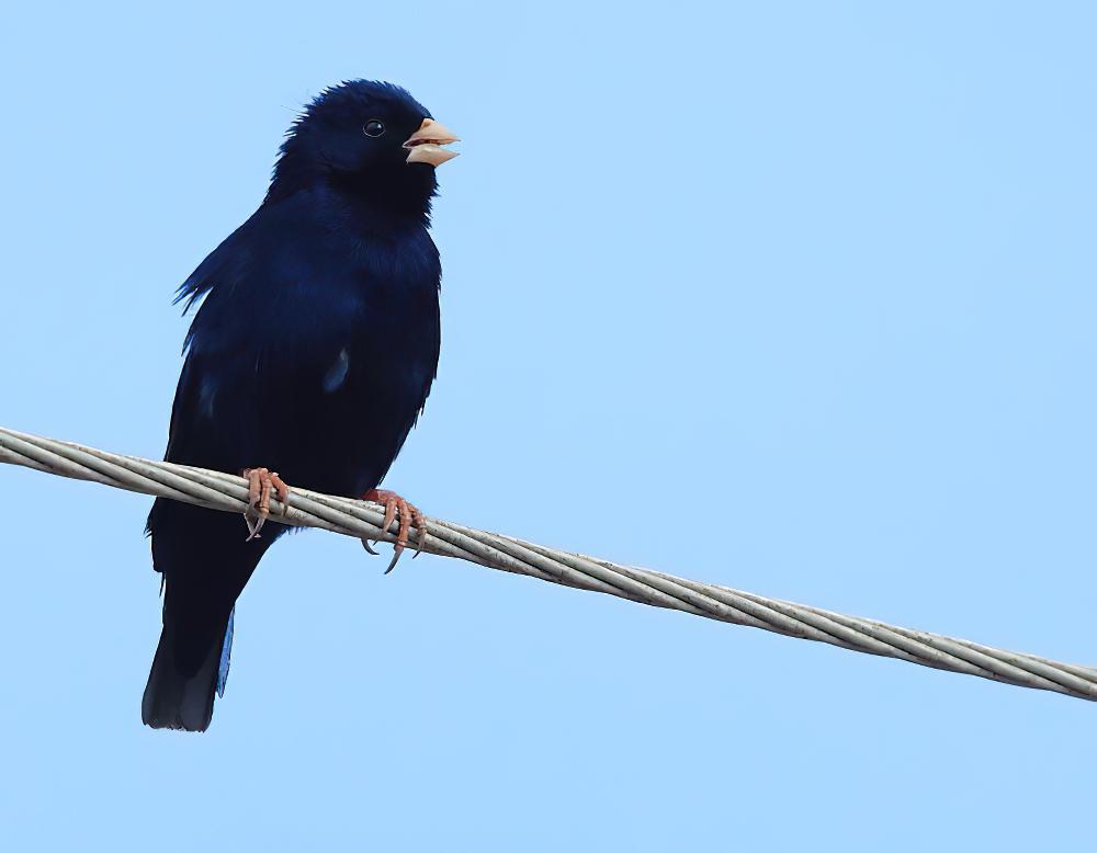 暗色维达雀 / Purple Indigobird / Vidua purpurascens