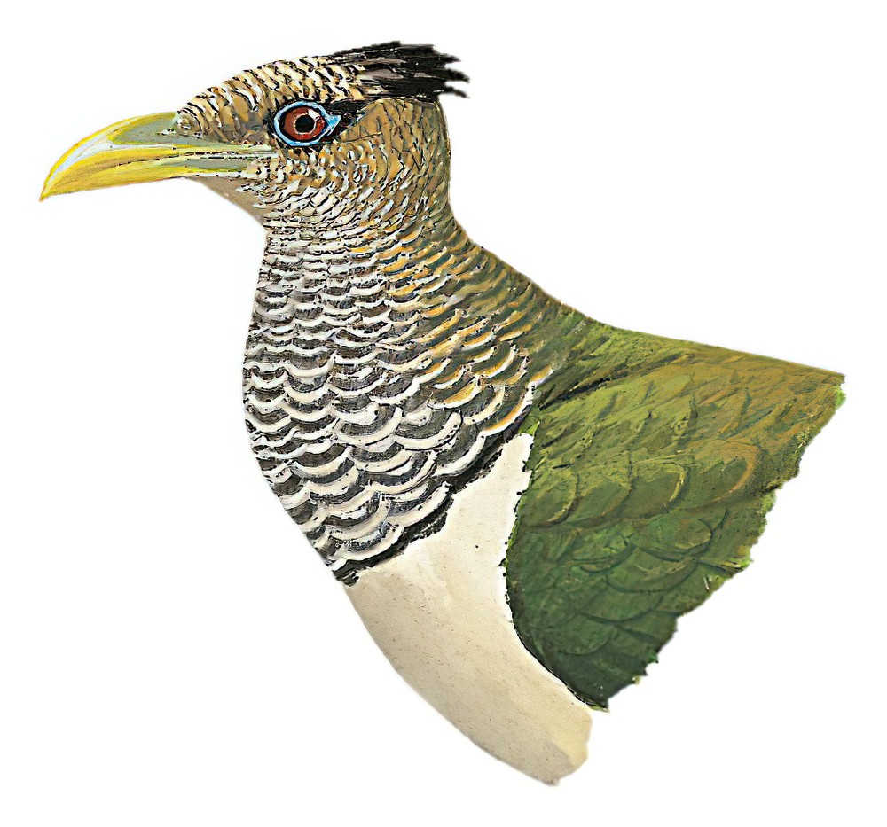 鳞鸡鹃 / Scaled Ground Cuckoo / Neomorphus squamiger